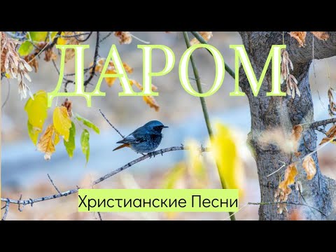 Видео: 🎼 Даром ♥️🌺