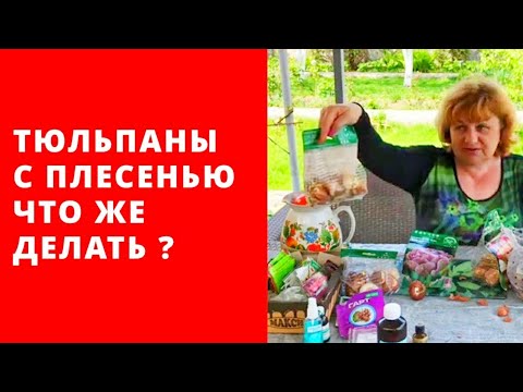 Видео: Привезла тюльпаны из Голландии , а они все в плесени... Не выброшу. Совет из Голландии