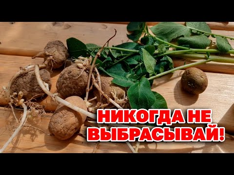 Видео: КАК УДАЛИТЬ ПАПИЛЛОМЫ БОРОДАВКИ ГЕРПЕС НАРОДНЫМИ СРЕДСТВАМИ В ДОМАШНИХ УСЛОВИЯХ @obovsemsmarusya