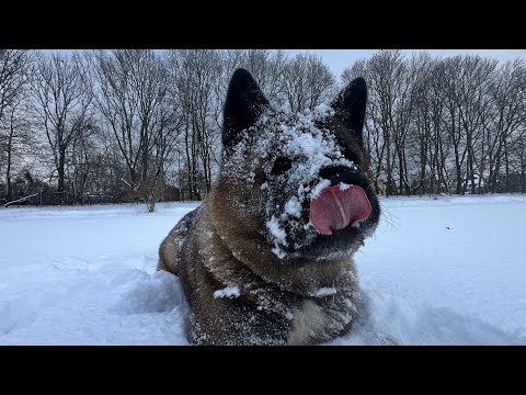 Видео: Снежный Барс