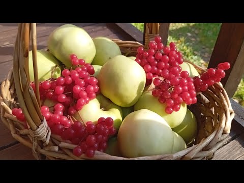 Видео: Жаркий сентябрь на даче + 27. Продолжаем собирать урожай.