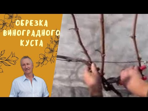 Видео: Обрезка виноградного куста.