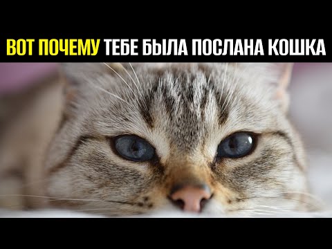 Видео: КОШКА В ТВОЕЙ ЖИЗНИ НЕ ПРОСТО ТАК — ВОТ ЗАЧЕМ ОНА ПОЯВИЛАСЬ