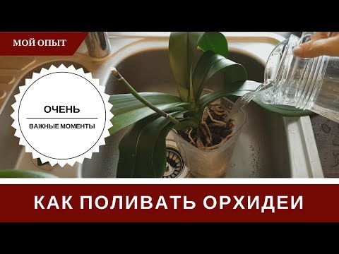 Видео: Полив Орхидеи 🌸 Как Поливать 🌸 Тонкости И Секреты 🌸  Чтобы Не Было Проблем И Загнивания