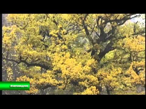 Видео: ТЕБЕРДИНСКИЙ ЗАПОВЕДНИК