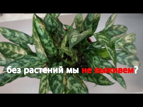 Видео: Люди не могут жить без растений и вот почему