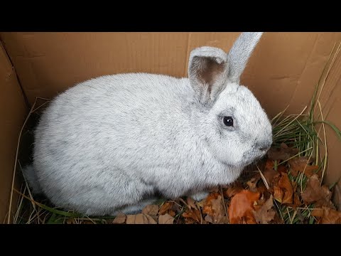 Видео: Купили Кролика «Большое светлое  Серебро» "Кролики"🐰Моя Дача" Германия