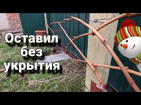Видео: Почему решил больше не укрывать лозу!? 🍇🤔 #виноград#лоза#зима#укрытие#морозостойкость#