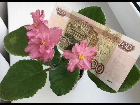 Видео: Можно ли ЗАРАБОТАТЬ на ФИАЛКАХ? Поговорим о том, к чему надо быть готовым