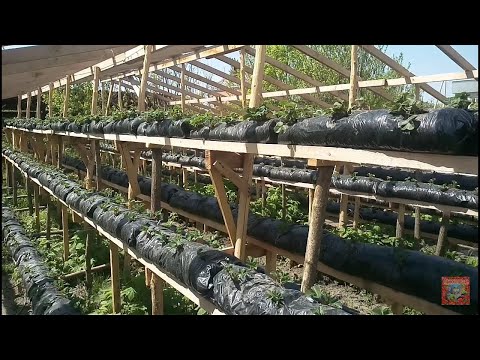 Видео: Малообъемка ! Клубника, обзор сортов,две недели после посадки,!