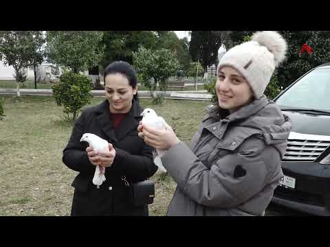 Видео: Новая порода абхазского голубя - гривастый чернохвостый голубь заняла призовое место  в Москве