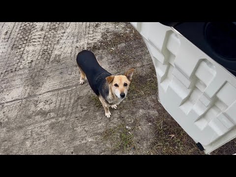 Видео: Перекрыли трассу М-5 в Самаре. Завис на загрузке 