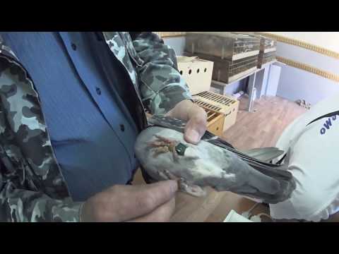 Видео: №1 Якушино 26/05/2018. Подольский клуб голубеводов