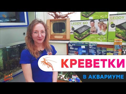 Видео: Креветки в аквариуме для начинающих