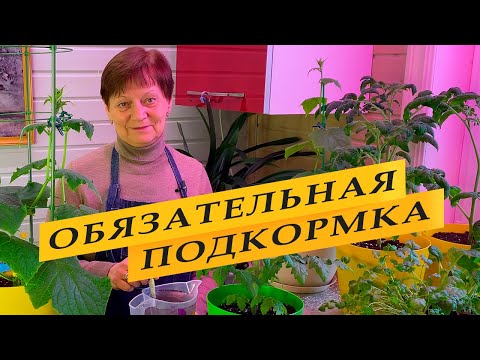 Видео: Обязательная подкормка огурцов и помидоров в начале цветения.