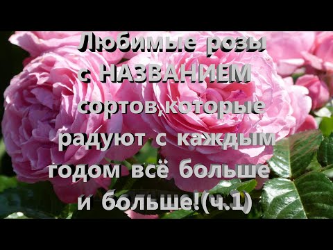 Видео: Любимые розы с НАЗВАНИЕМ  сортов,которые радуют с каждым годом все больше и больше! Нижний новгород.