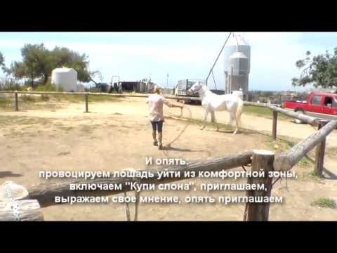 Видео: Диалог с жеребцом