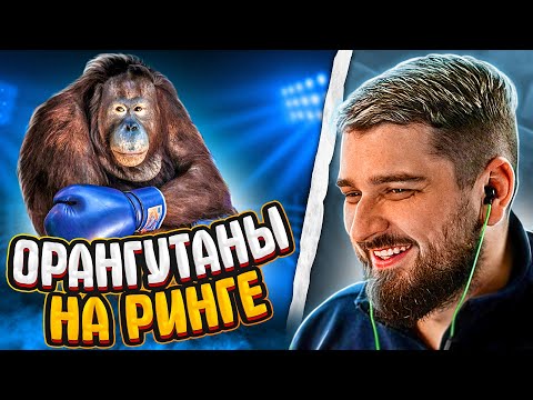 Видео: HARD PLAY РЕАКЦИЯ БОКС ОБЕЗЬЯН НА РИНГЕ - Yuri The Professional