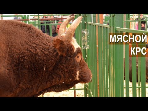 Видео: Мясной КРС на выставке Золотая Осень-2018