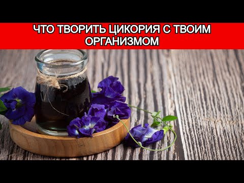 Видео: Что будет если пить цикорий каждый день?