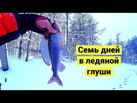 Видео: Мой первый в жизни сибирский таймень! Ленок, хариус и тайга // (Eng Subs)