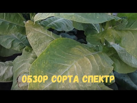 Видео: Обзор сорта Спектр