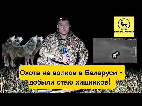 Видео: Охота на волков в Беларуси - добыли стаю хищников! 