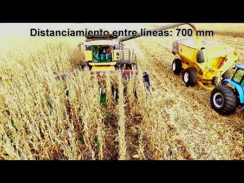 Видео: Безрядковая жатка для уборки кукурузы MAINERO MDD200