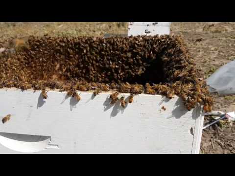 Видео: пересадка отличного большого роя с картонной ловушки 29/3/2017