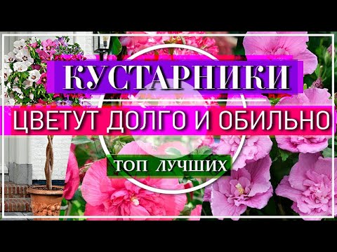 Видео: ТОП 5 Самых МОДНЫХ Цветущих Кустарников - НАХОДКА для Вашего Сада