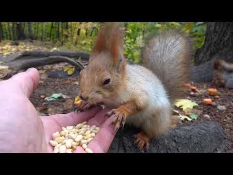 Видео: Накормил Белку с Глазиком / I fed Squirrel with Eye