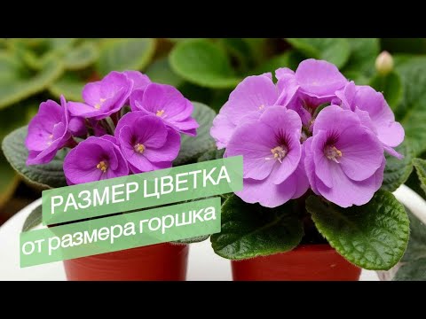 Видео: Как размер цветка у сенполий зависит от размера горшка?