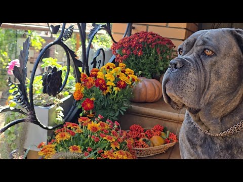 Видео: Як підняти собі настрій? 🤔 Прикрасити ганок 🎃🍁🍂🎃