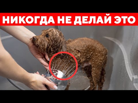Видео: НИКОГДА НЕ ДЕЛАЙТЕ ЭТО С ДОМАШНЕЙ СОБАКОЙ! 15 вещей, которые она ненавидит