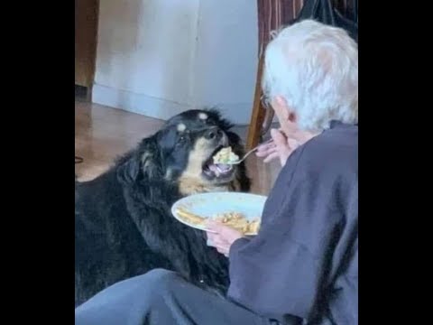 Видео: 🐕 Бабушка любого накормит! 😺 Смешное видео с собаками, кошками и котятами! 😸
