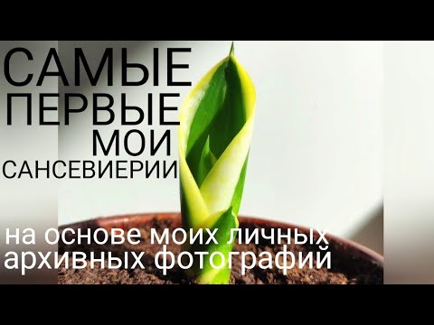 Видео: Как начиналась моя коллекция сансевиерий #сансевиерия #сансы  #sansevieria