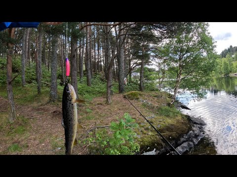 Видео: Пробую новую снасть. Тасманский дьявол работает. Норвегия.