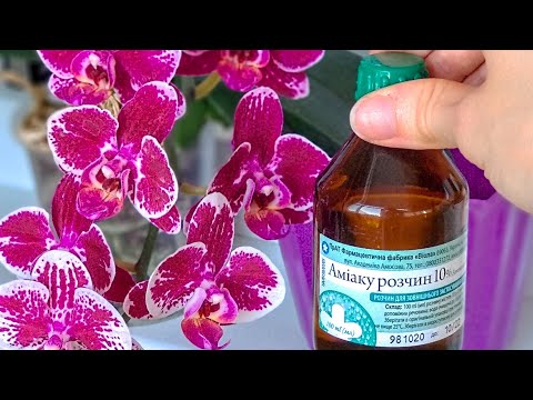 Видео: ПОДКОРМИ орхидеи ЭТИМ! орхидея БЕЗ КОРНЕЙ СРАЗУ ЗАРОСТЕТ! корням орхидеи ПОЛЬЗА! ОТЗЫВ моих орхидей!