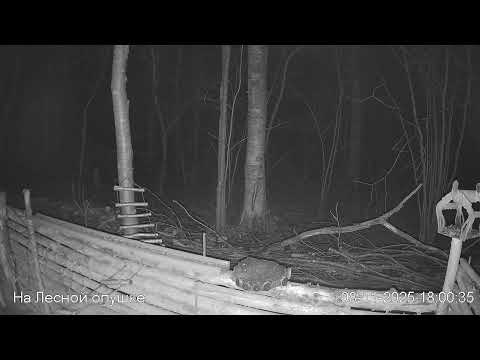 Видео: 🍂НОЯБРЬ в ЛЕСУ онлайн #Relaxing #природа #звуки леса #птицы #погода🍁