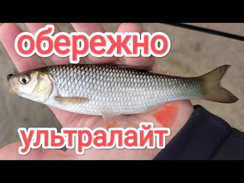 Видео: ЯК піймати БАГАТО риби на спінінг ловля риби на ультралайт весною 2023