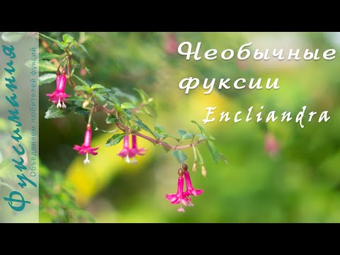 Видео: Фуксии Encliandra: экзотика с облаков