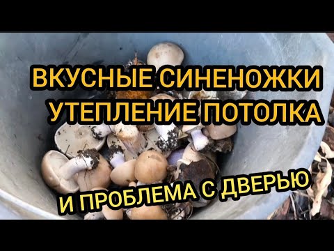 Видео: Утепляем потолок, едим синеножки. Проблема с входной дверью 2-3.11.2025