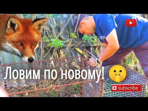 Видео: Живоловушка. Ловим лису по-новому! 🦊🦊🦊