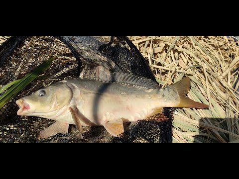 Видео: р. ГЛУБОКИЙ ТУРУНЧУК, отличная РЫБАЛКА НА КАРПА!