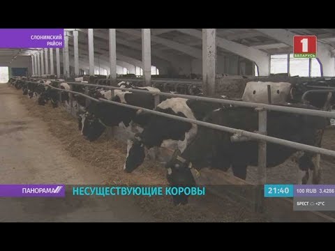 Видео: На махинациях с крупным рогатым скотом попалось хозяйство Слонимского района. Панорама