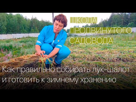 Видео: Как правильно собирать лук-шалот и готовить к зимнему хранению. Школа продвинутого садовода