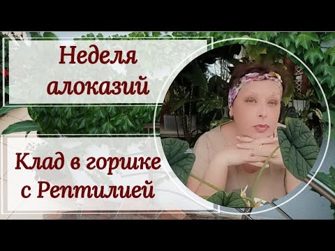 Видео: Неделя алоказий. Клад в горшке с Рептилией 🐢