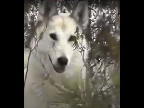 Видео: Фильм Охотник Александр Зубов