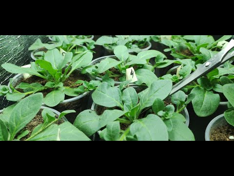 Видео: Как из тощей  петунии вырастить огромный цветущий шар. Первая главная  прищипка петунии.