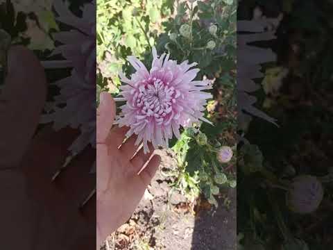 Видео: Обзор корейских хризантем.